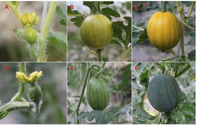 Comparative Transcriptome Analysis Provides Insights Into Yellow Rind Formation and Preliminary Mapping of the Clyr (Yellow Rind) Gene in Watermelon